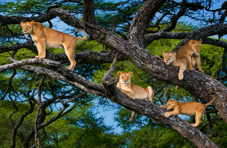 3 Days Queen Elizabeth Safari – Lion & Chimpanzee Tracking, Kazinga Cruise